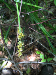 Carex stipata