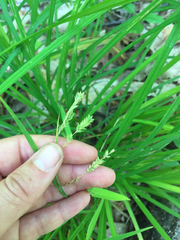 Carex prasina
