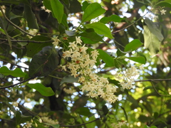 Chiococca pachyphylla