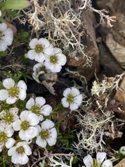 Cherleria arctica