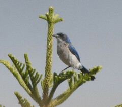 Aphelocoma woodhouseii sumichrasti