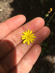 Pilosella caespitosa