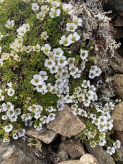 Cherleria arctica