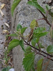 Chorthippus brunneus