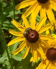 Euodynerus hidalgo boreoorientalis