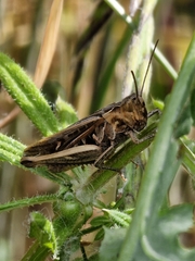 Chorthippus brunneus