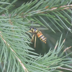 Vespula nursei