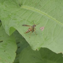 Polistes quadricingulatus