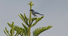 Aphelocoma woodhouseii sumichrasti