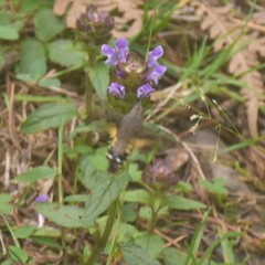 Macroglossum nycteris