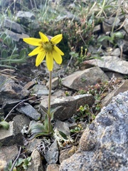 Arnica griscomii