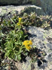 Solidago leiocarpa