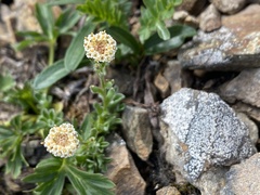 Antennaria monocephala
