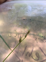 Carex deweyana