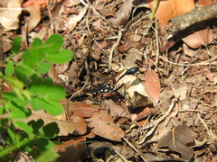 Eremnophila aureonotata