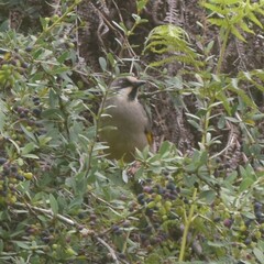 Trochalopteron variegatum