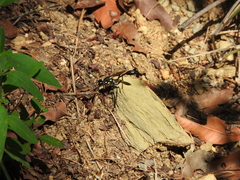 Eremnophila aureonotata