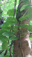 Epipremnum aureum