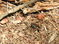 Eremnophila aureonotata