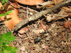 Eremnophila aureonotata