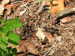 Eremnophila aureonotata