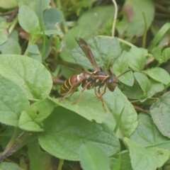 Polistes quadricingulatus