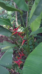 Heliconia × rauliniana