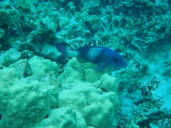 Parupeneus insularis