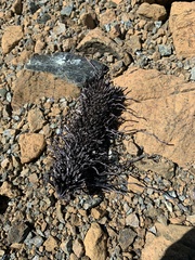 Ascophyllum nodosum