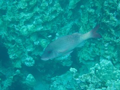 Parupeneus insularis