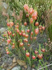 Erica coccinea
