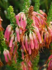 Erica coccinea