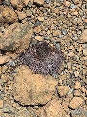 Ascophyllum nodosum