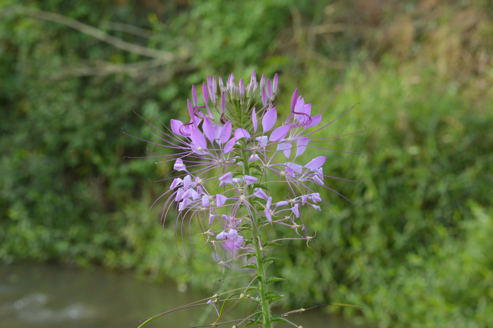 Cleome houtteana