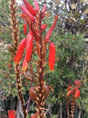 Aloe pienaarii