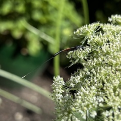 Gasteruption jaculator