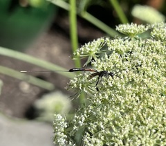 Gasteruption jaculator