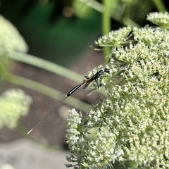 Gasteruption jaculator