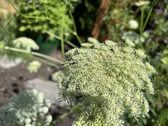 Gasteruption jaculator