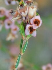 Erica articularis