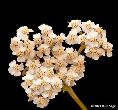 Valeriana philippiana