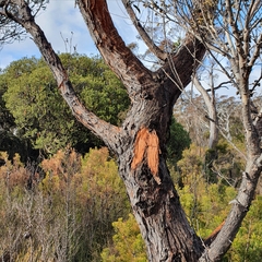 Eucalyptus ligustrina