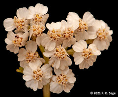 Valeriana philippiana