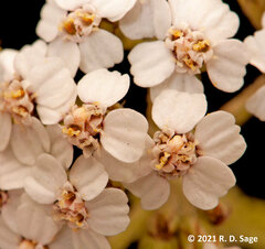 Valeriana philippiana