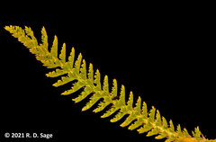 Valeriana philippiana