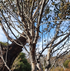 Eucalyptus ligustrina