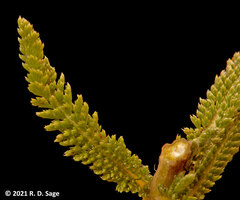 Valeriana philippiana