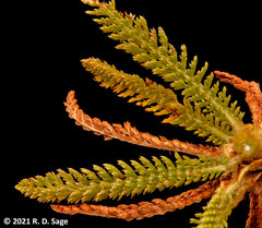 Valeriana philippiana