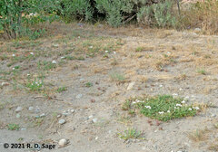 Valeriana philippiana