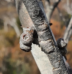 Eucalyptus ligustrina